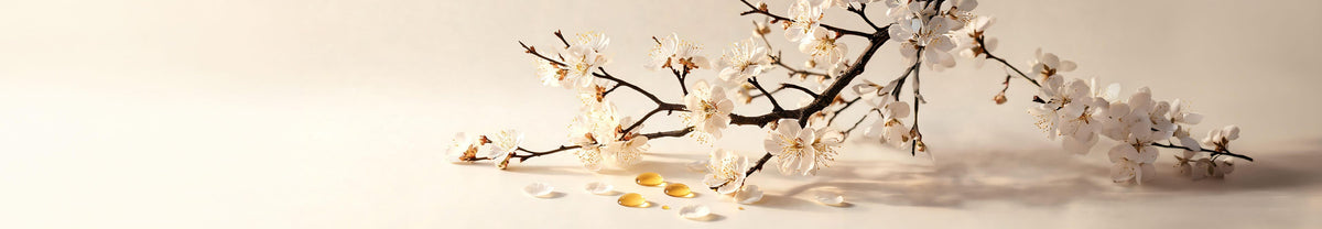 A blossoming plum branch with white flowers and golden oil droplets on a cream background