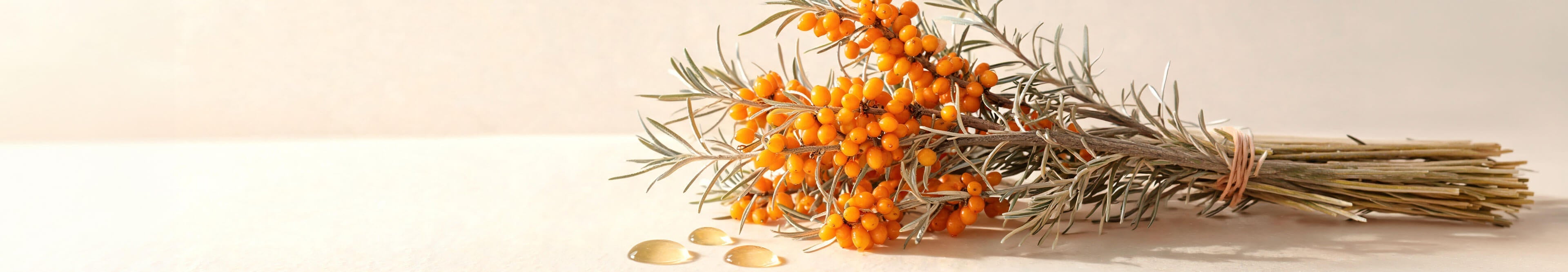 Sea buckthorn branches heavy with orange berries beside golden oil droplets on cream