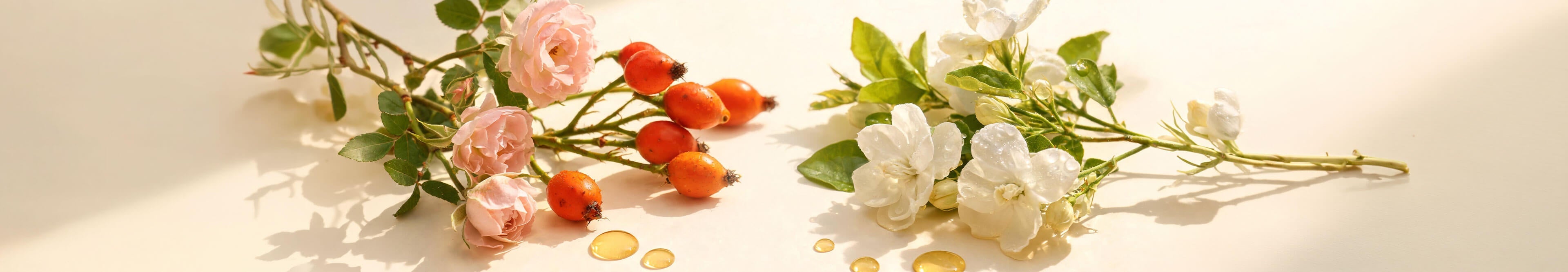 Pale pink roses and rosehips beside white jasmine blossoms with golden oil droplets on a warm cream background