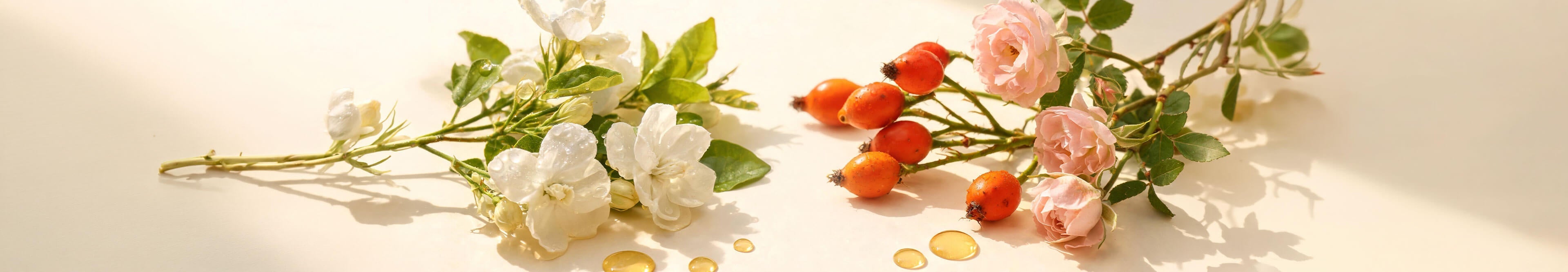 White blossoms, rosehips and pale pink roses with golden oil droplets on a warm cream background