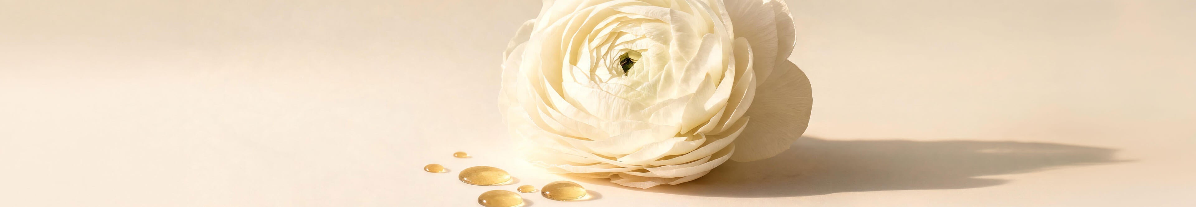 A single cream ranunculus bloom with golden oil droplets on a warm cream background
