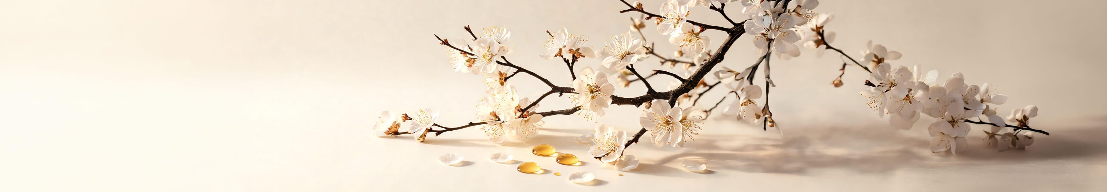 A blossoming plum branch with white flowers and golden oil droplets on a cream background