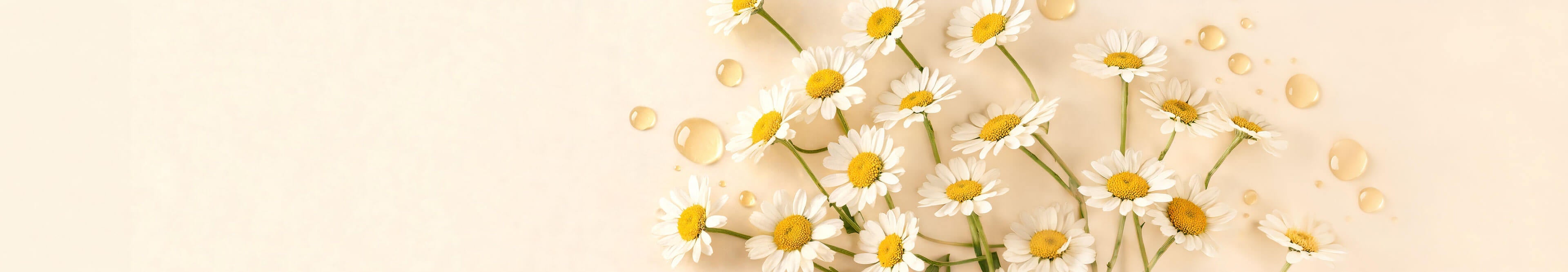 Chamomile flowers and oil droplets scattered on a warm cream background
