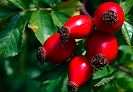 Rosehip co2 extract