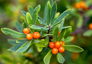 Sea buckthorn co2 extract