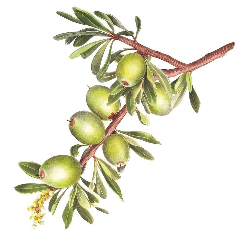 Vintage botanical illustration of an argan branch with green fruits and slender leaves