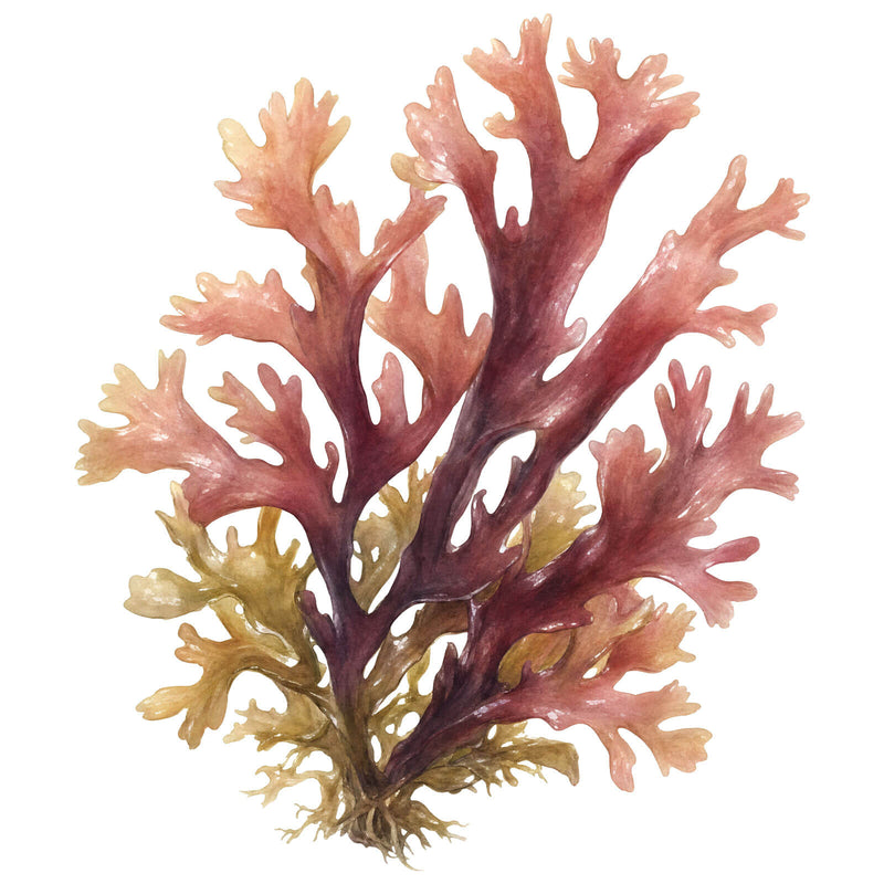 Atlantic Seaweed