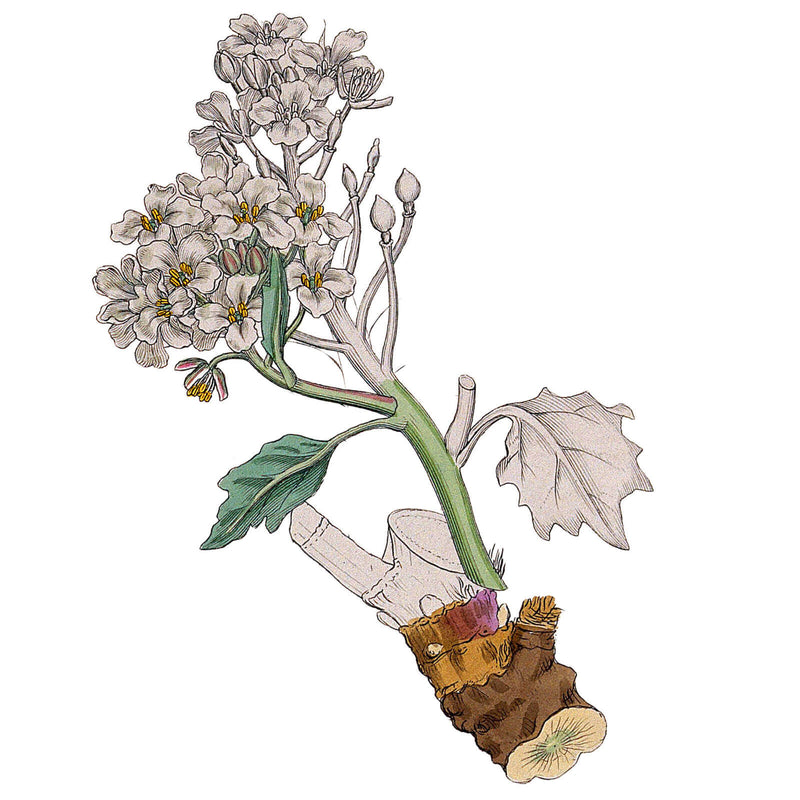 Vintage botanical illustration of a sea kale plant in white flower with its root