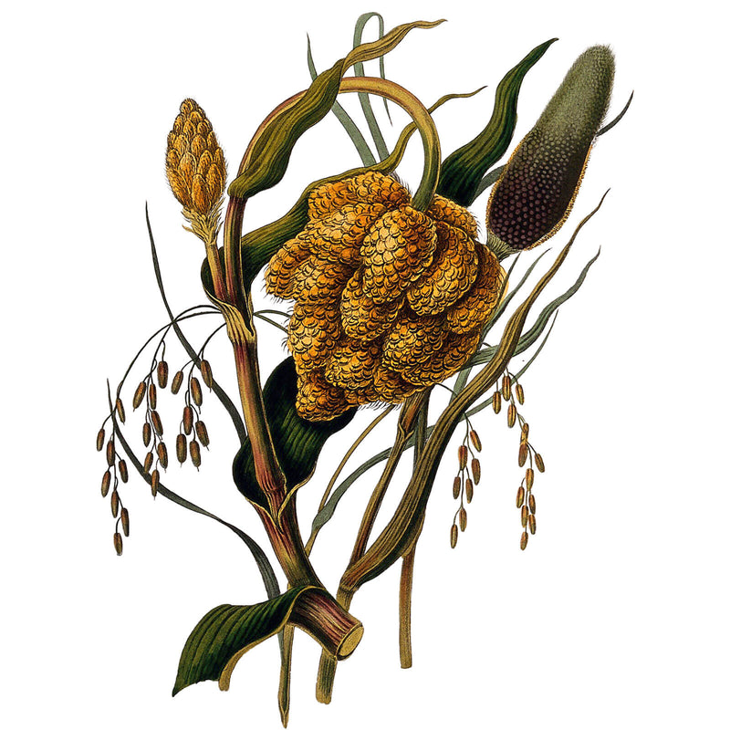 Vintage botanical illustration of a cereal grain with a golden seed head
