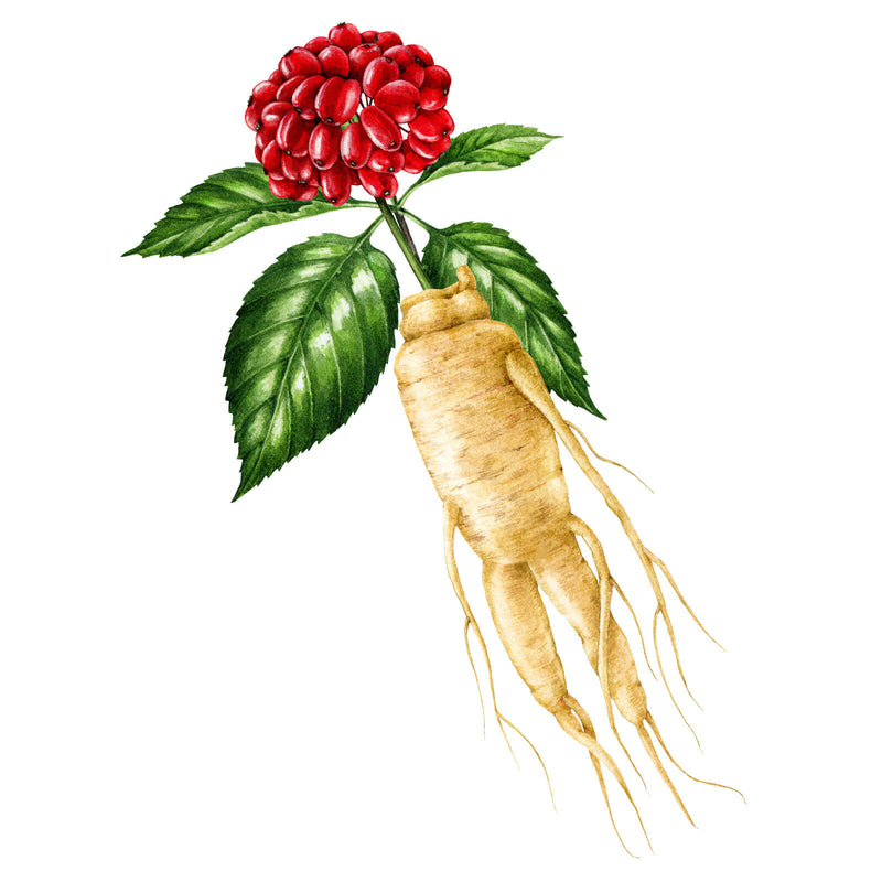 Vintage botanical illustration of a ginseng root with green leaves and a cluster of red berries