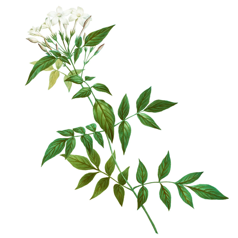 Vintage botanical illustration of a jasmine vine with white star-shaped flowers