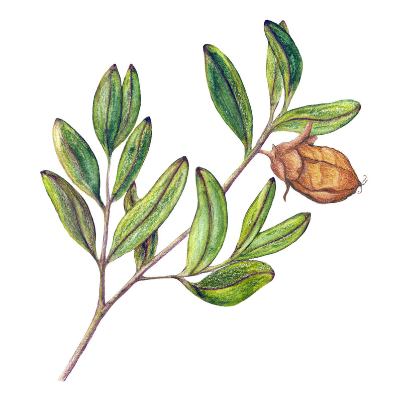 Vintage botanical illustration of a jojoba branch with green leaves and a seed capsule