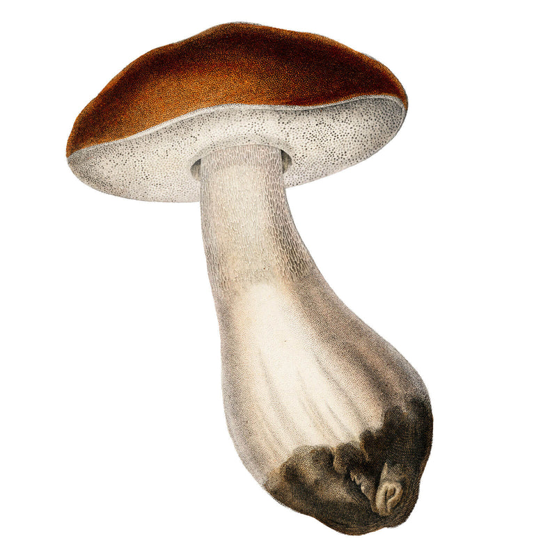Vintage botanical illustration of a mushroom with a brown cap