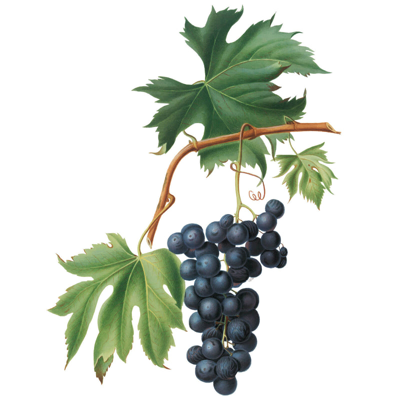 Vintage botanical illustration of a grapevine with dark purple grapes and broad leaves