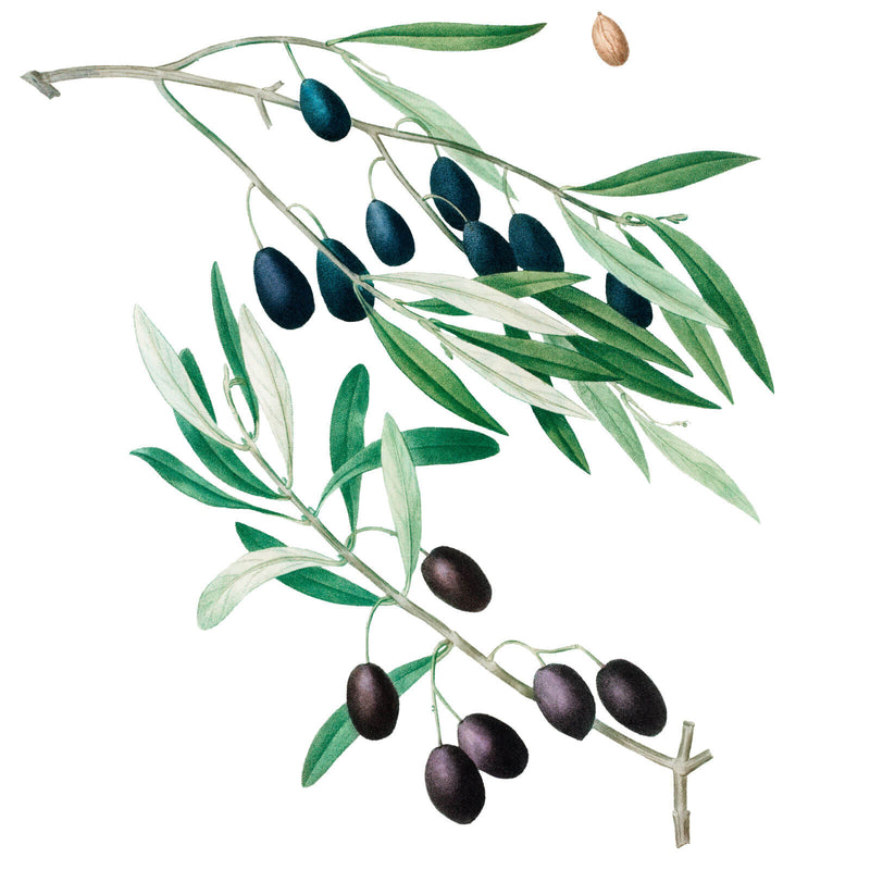Vintage botanical illustration of an olive branch with dark olives and silver-green leaves