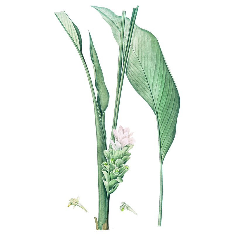 Vintage botanical illustration of a turmeric plant with tall green leaves and a pale flower spike
