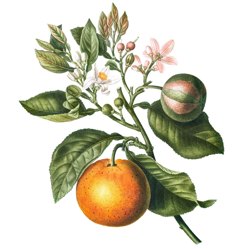 Vintage botanical illustration of a citrus branch with orange fruit and blossom