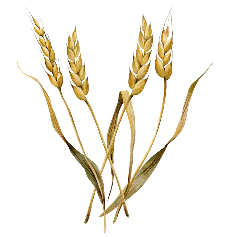 Watercolour illustration of golden wheat stalks
