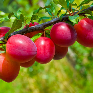 Plum oil