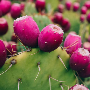 Prickly Pear